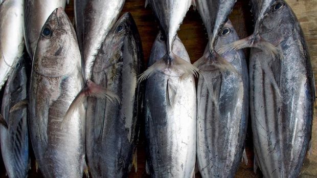 Penderita Diabetes Dilarang Makan 5 Ikan Ini