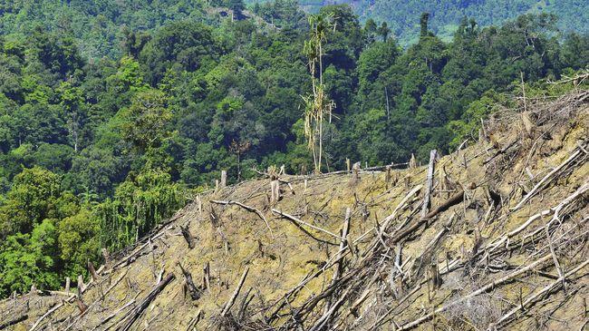 Ketika Hutan Kalimantan Menjadi Komoditas Karbon – Di Mana Pancasila?