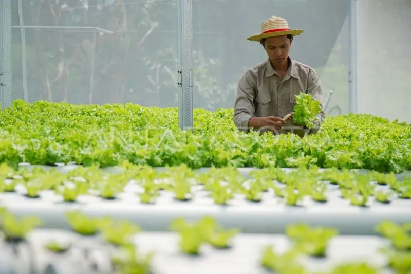 Mentan: 27 Ribu Anak Muda Jadi Petani Berpendapatan hingga Rp20 Juta