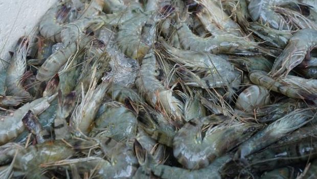 Gawat! 1 Juta Pekerja Terancam PHK Buntut Kasus Udang RI Kena Radioaktif