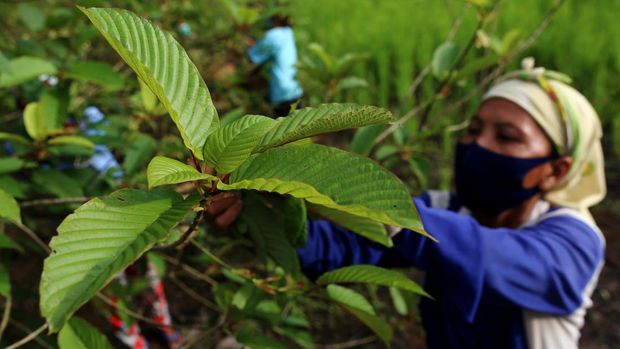 Daun Surga Kalimantan Bakal Jadi Obat Modern
