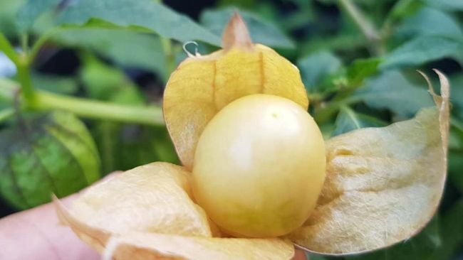 Buah Ciplukan Diburu Asing, Jadi Obat Kanker hingga Rematik