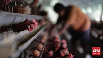 Danantara Siapkan Rp20 T Bangun Peternakan Ayam untuk Pasok MBG