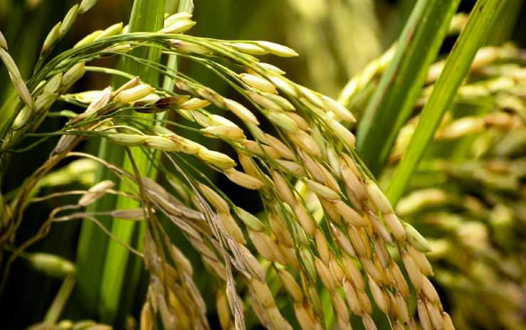 Rendah Hati dan Rendah Diri: Dua Cermin Kesadaran Diri