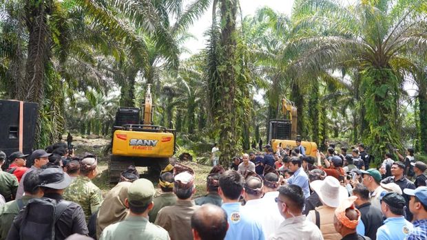 Langkah Nyata Pemulihan Tesso Nilo: Sawit Ditumbangkan, Hutan Dikembalikan