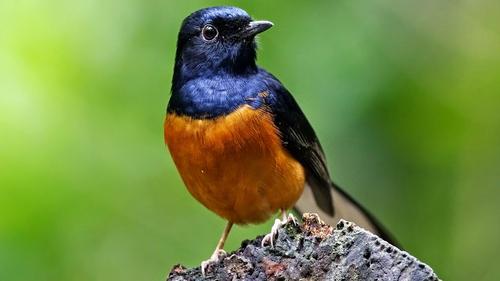 Nilai Ekonomi di Balik Burung Kicau Sampai Rp 2 Triliun